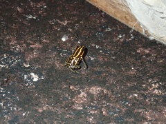 Ranitomeya variabilis