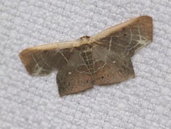 Tessarotis rubrata