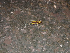 Ranitomeya variabilis