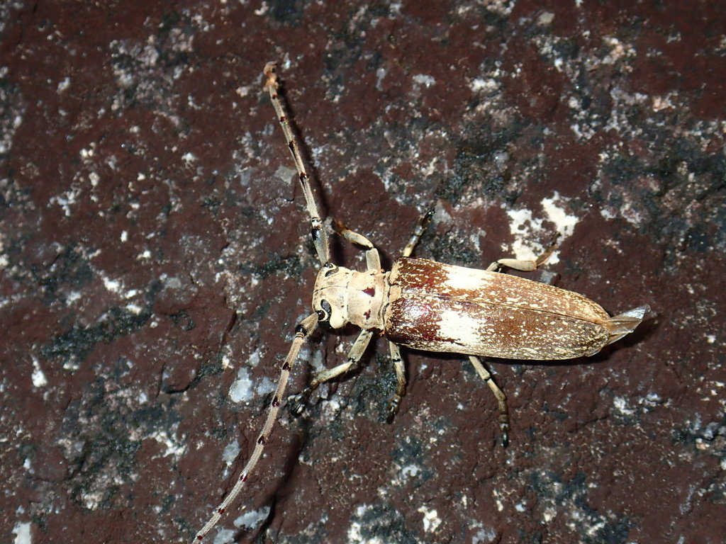 Laticranium
