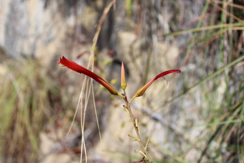 Pitcairnia limae