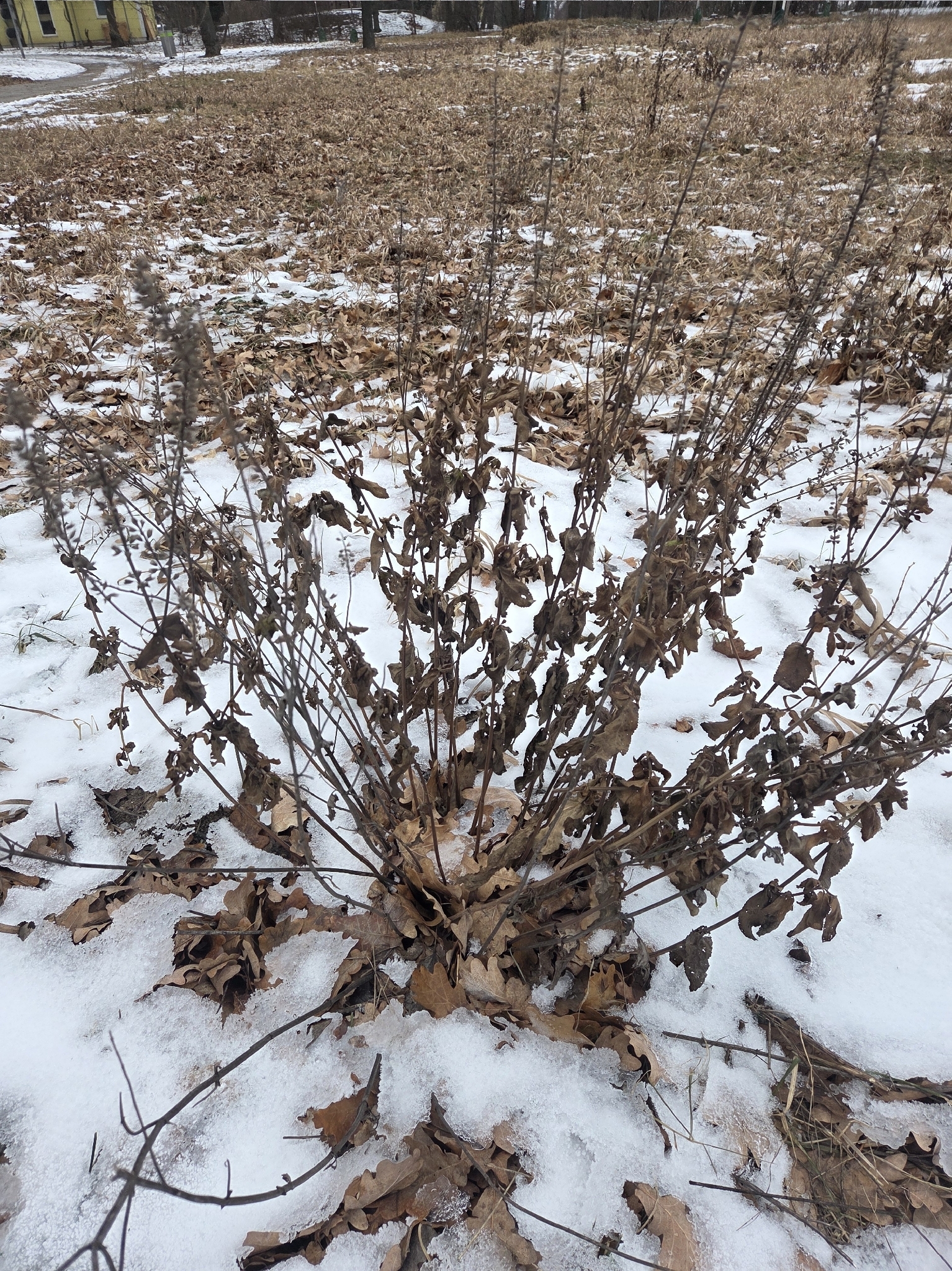 Šalvěj hajní Ostfriesland — foto