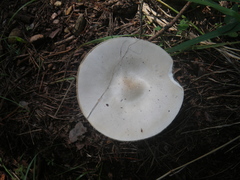 Melanoleuca strictipes