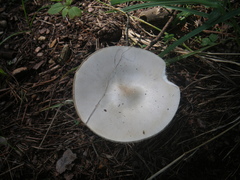 Melanoleuca strictipes