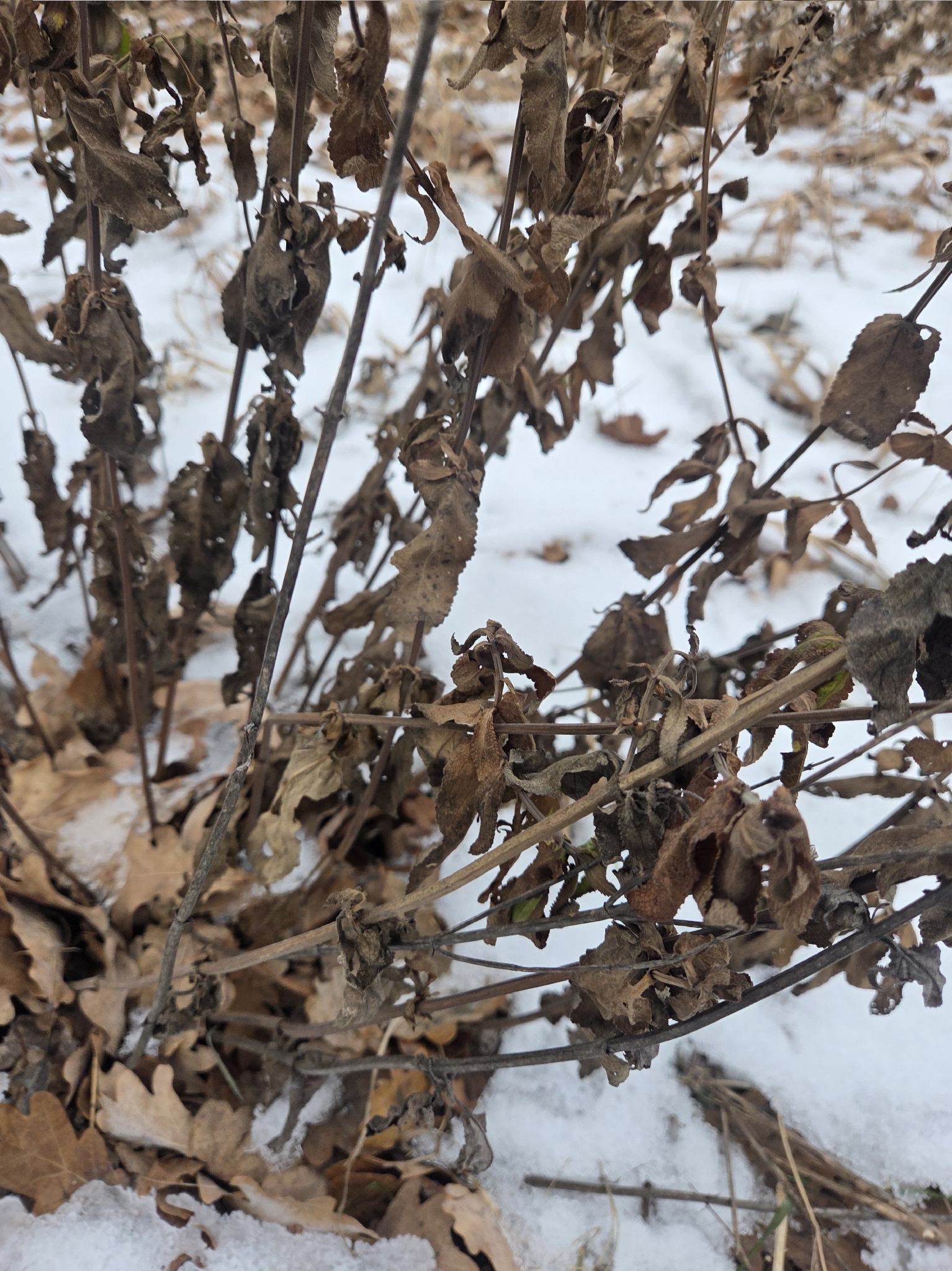 Šalvěj hajní Mainacht — foto