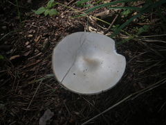 Melanoleuca strictipes