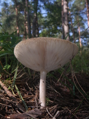 Melanoleuca strictipes