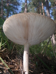 Melanoleuca strictipes