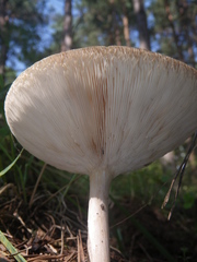Melanoleuca strictipes