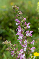 Salvia hierosolymitana
