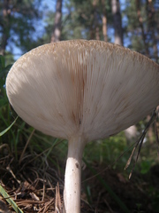 Melanoleuca strictipes