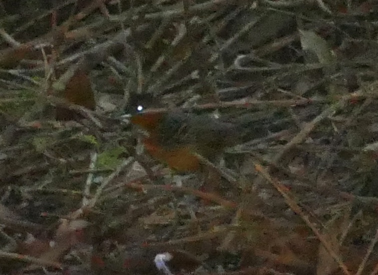 Black-headed Antbird (Percnostola rufifrons), photo 3