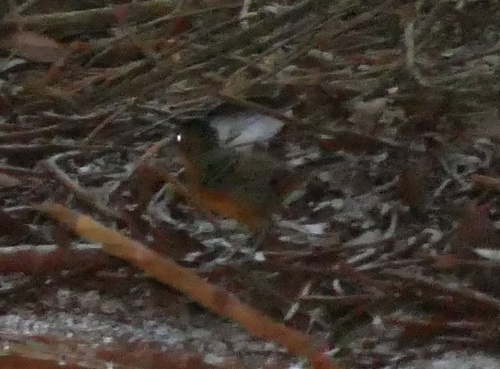 Black-headed Antbird (Percnostola rufifrons), photo 4