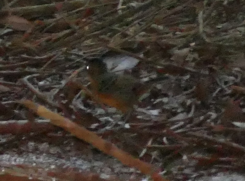 Black-headed Antbird (Percnostola rufifrons), photo 4