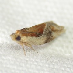 Ancylis definitivana