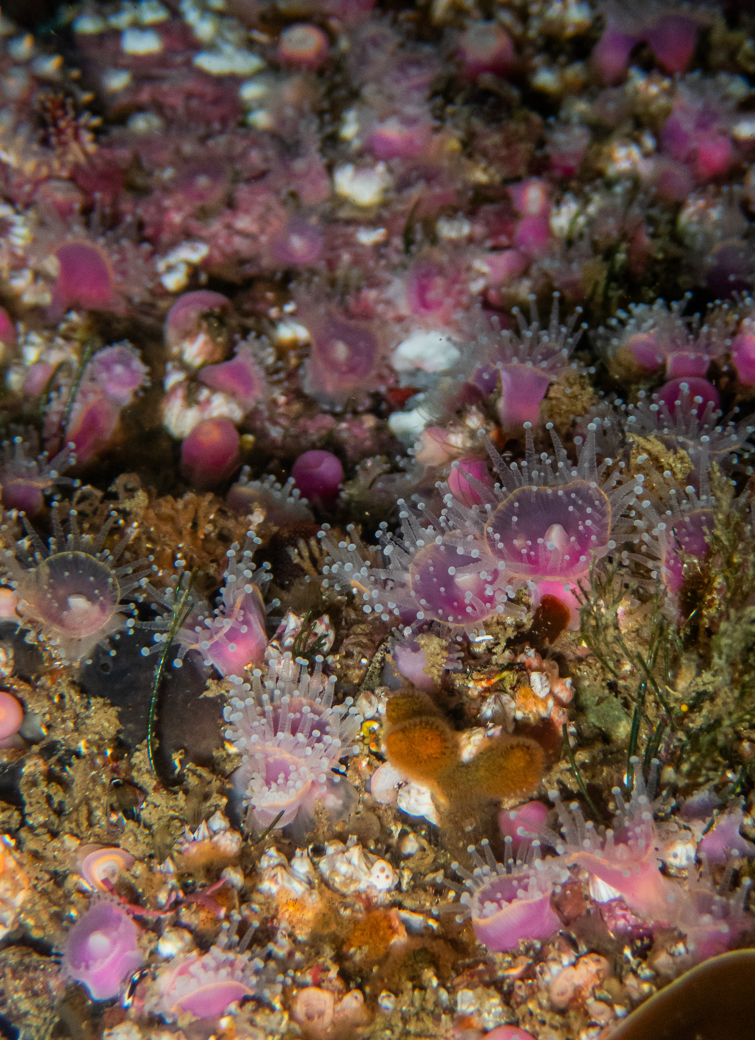 Corynactis annulata (Verrill, 1867)