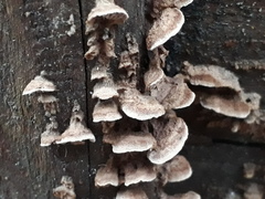 Gloeophyllum abietinum