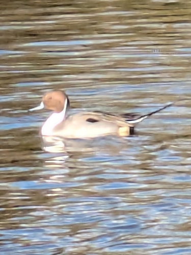 Northern Pintail