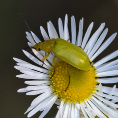 Cteniopus sulphureus
