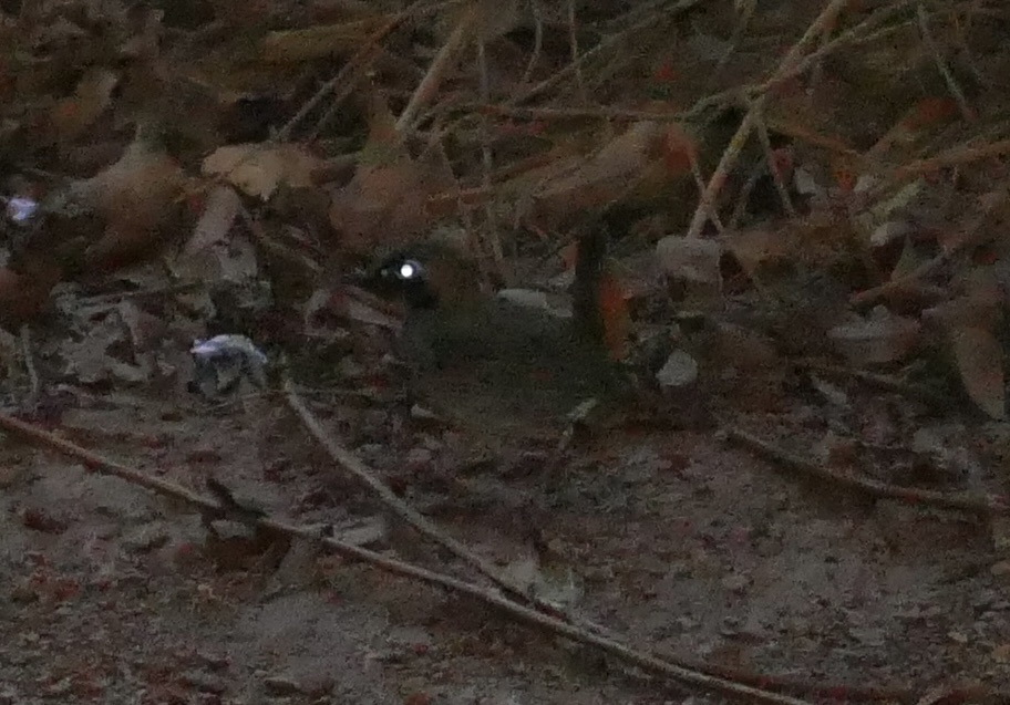 Black-faced Antthrush (Formicarius analis), photo 8