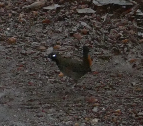 Black-faced Antthrush (Formicarius analis), photo 6