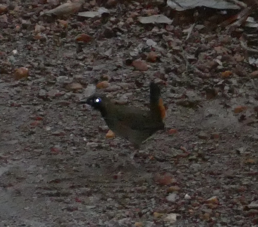 Black-faced Antthrush (Formicarius analis), photo 6