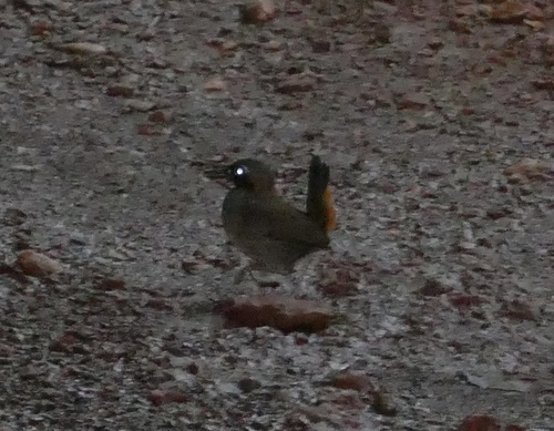 Black-faced Antthrush (Formicarius analis), photo 7