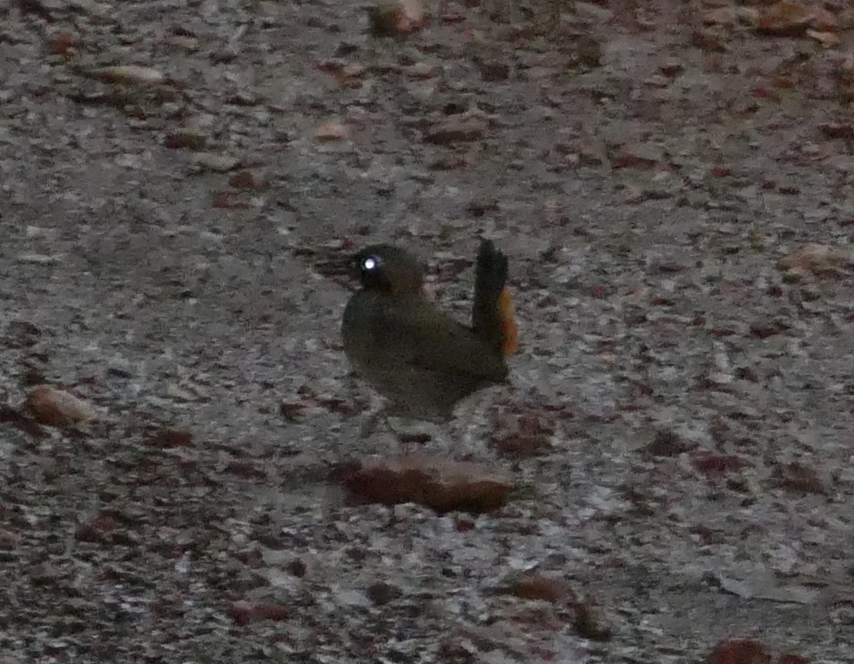 Black-faced Antthrush (Formicarius analis), photo 7