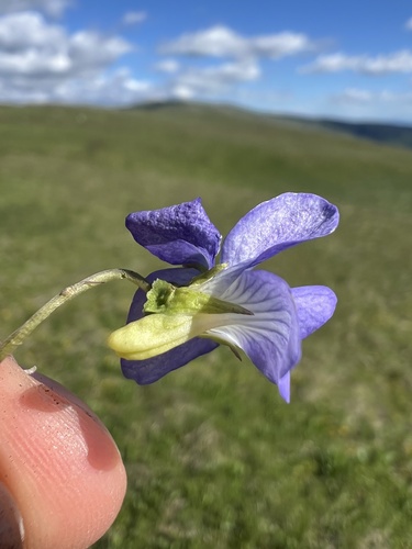 Dog Violet (Viola canina)