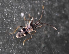 Bedunia cuspidata