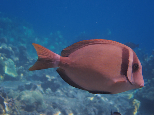 Head-band surgeonfish (Acanthurus leucopareius) — Acanthuridae — 3