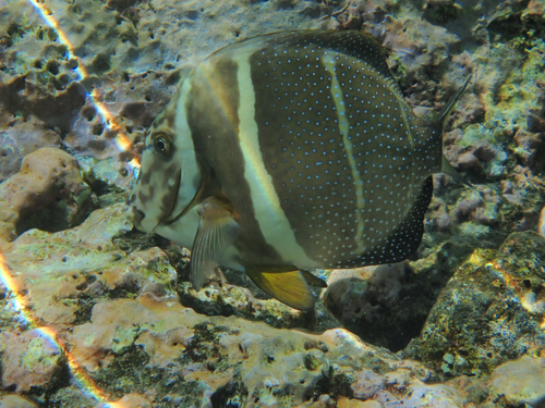 Witgestippelde doktersvis (Acanthurus guttatus) — Acanthuridae — 2