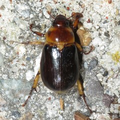 Ancognatha manca