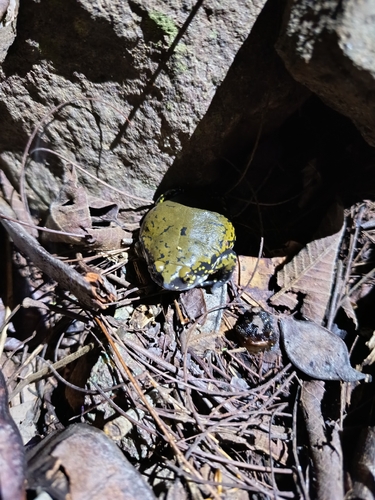 Muller's Termite Frog