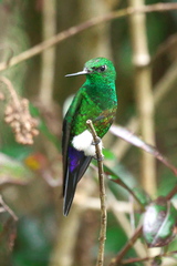 Eriocnemis cupreoventris