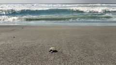 Lepidochelys olivacea