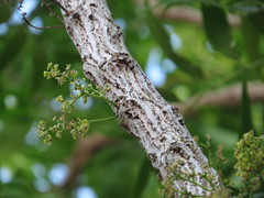 Alectryon ramiflorus