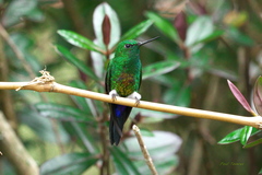 Eriocnemis cupreoventris