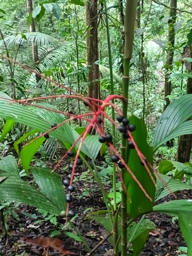 Ochapiaca palm (Hyospathe elegans)