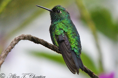 Chlorostilbon mellisugus