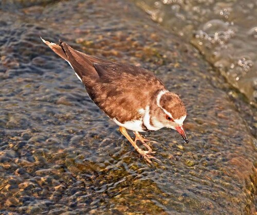 iNaturalist: (c) Giff Beaton, some rights reserved (CC BY-NC), uploaded by Giff Beaton iNaturalist image