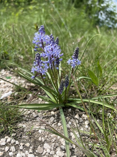 Meadow Squill (Scilla litardierei)
