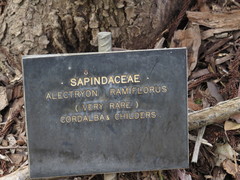 Alectryon ramiflorus