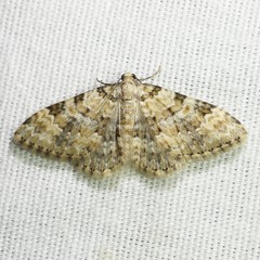 Zenophleps obscurata