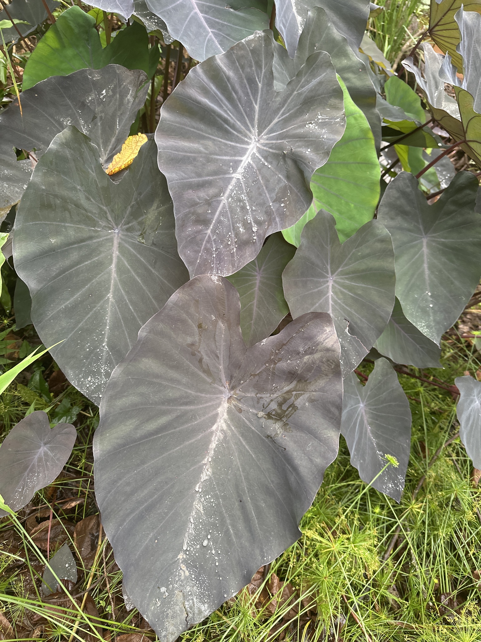 Colocasia esculenta