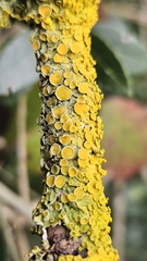 Xanthoria parietina, İstanbul, 2026