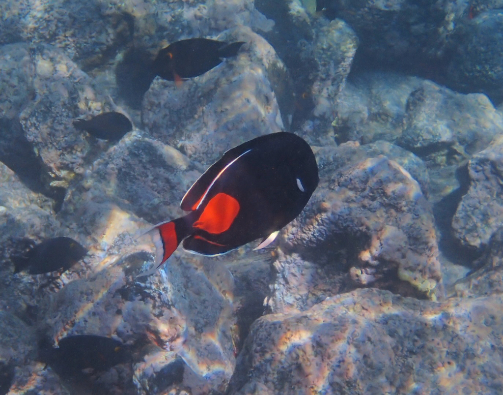 Achilles tang (Acanthurus achilles) — Acanthuridae