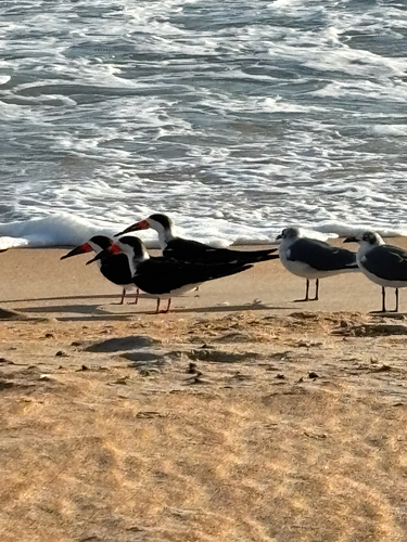 Black Skimmer (Rynchops niger), photo 7