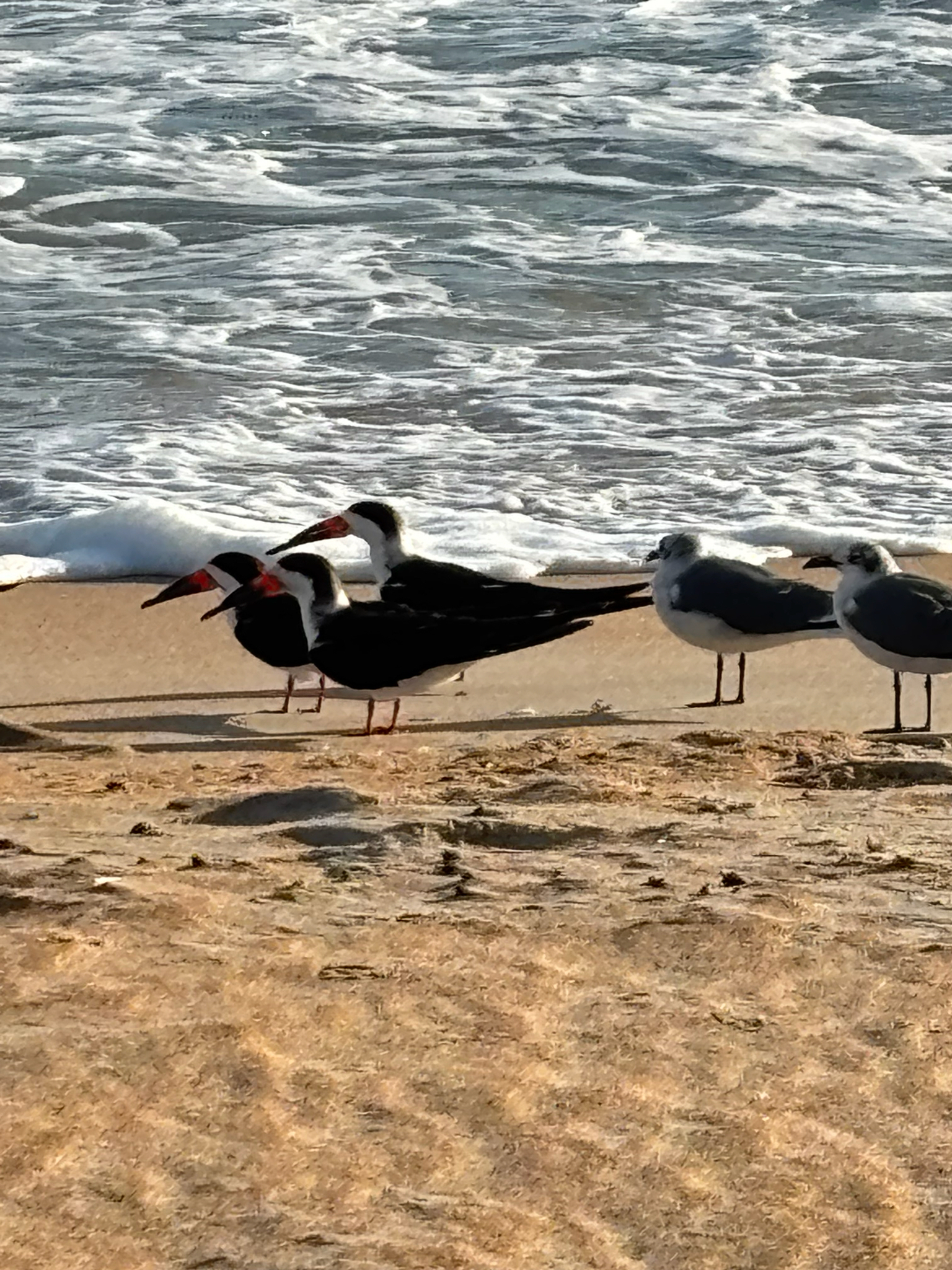 Black Skimmer (Rynchops niger), photo 8