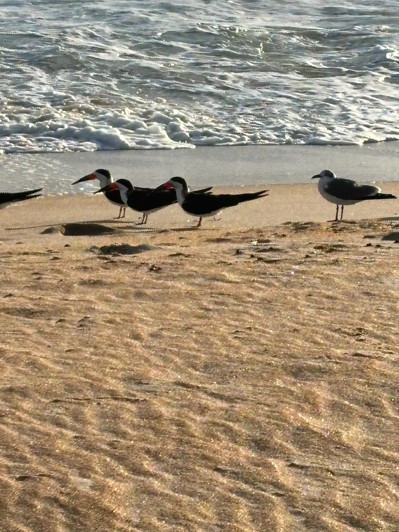 Black Skimmer (Rynchops niger), photo 9